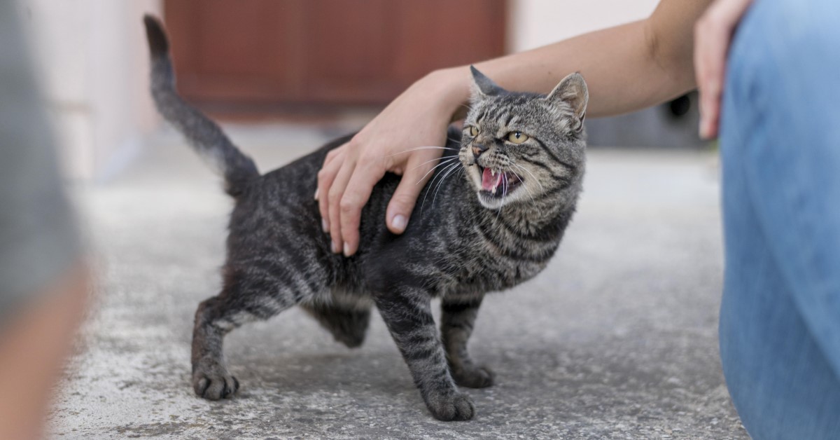 Understanding and Correcting Cat Behavior